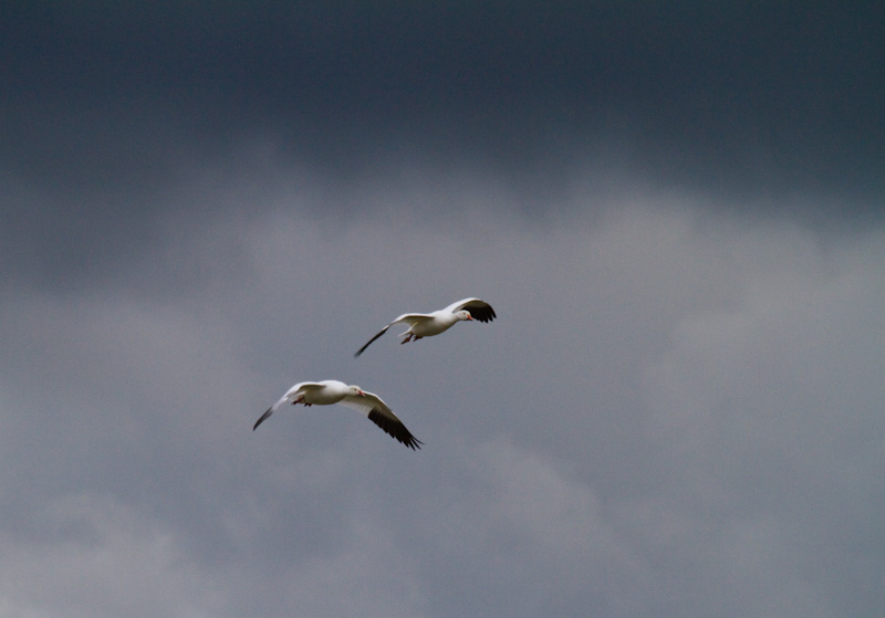 Snow Geese In Flight